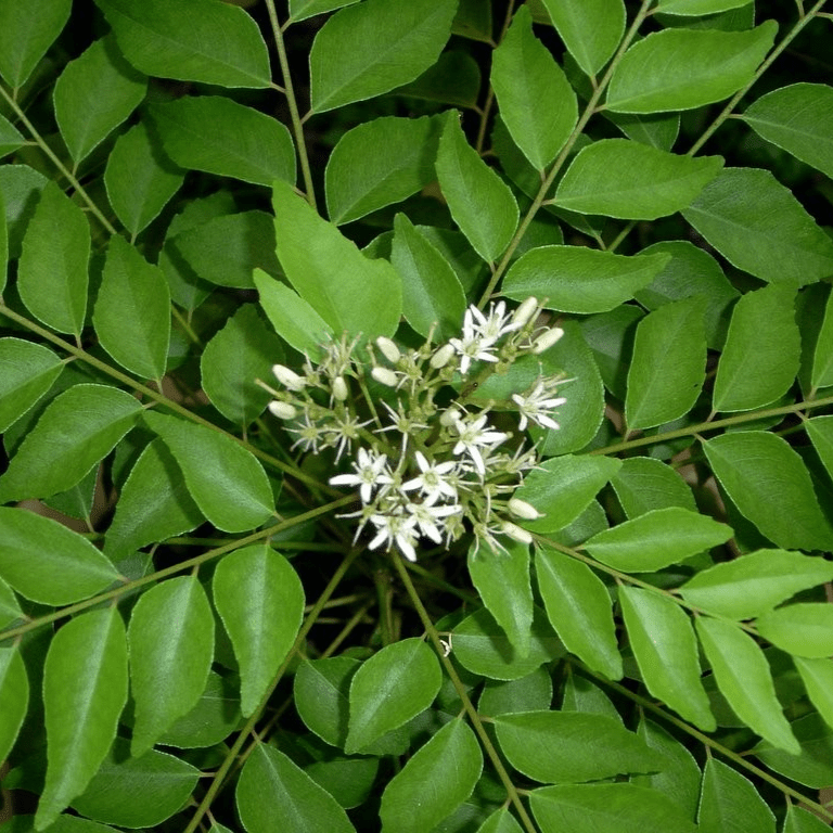 Curry Leaves Or Kadi Patta 30 - 40cm - Greensouq - 