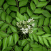 Curry Leaves Or Kadi Patta 30 - 40cm - Greensouq - 