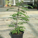 Curry Leaves Or Kadi Patta 30 - 40cm - Greensouq - 