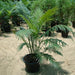 Cycas Circinalis "Queen Sago" - Greensouq - 
