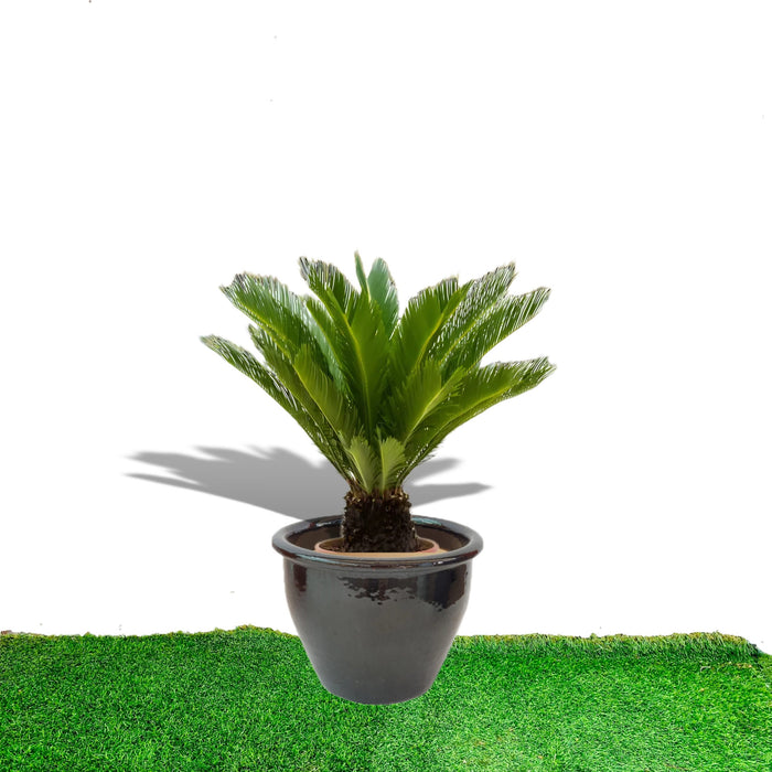 Cycas Revoluta "Sago Palm" in Rolled Rim Pot