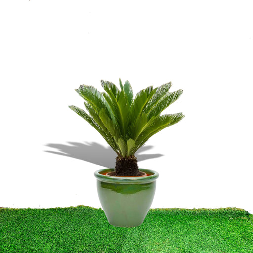 cycas in green rolled rim pot