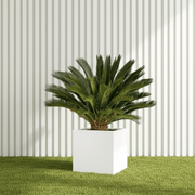 Cycas Revoluta "Small Sago Palm" 40 - 60cm in Grp Square Pot 40x40 - Greensouq -
