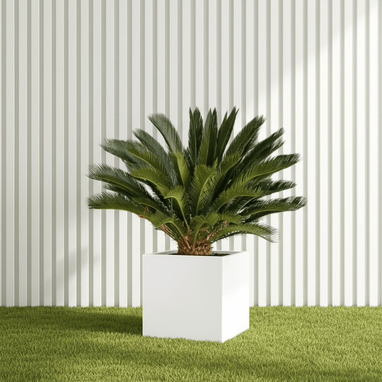 Cycas Revoluta "Small Sago Palm" 40 - 60cm in Grp Square Pot 40x40 - Greensouq -