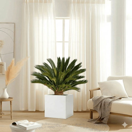 Cycas Revoluta "Sago Palm" 40 - 60cm in Grp Square Pot 40x40 - Greensouq - 