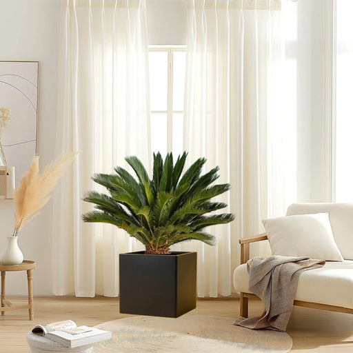 Cycas Revoluta "Sago Palm" 40 - 60cm in Grp Square Pot 40x40 - Greensouq - 