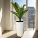 Cycas Revoluta "Sago Palm" 60 - 80cm in White Ceramic Pot - Greensouq - 