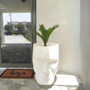 Cycas Revoluta "Sago Palm" - Greensouq - 