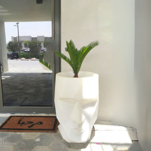 Cycas Revoluta "Sago Palm" - Greensouq - 
