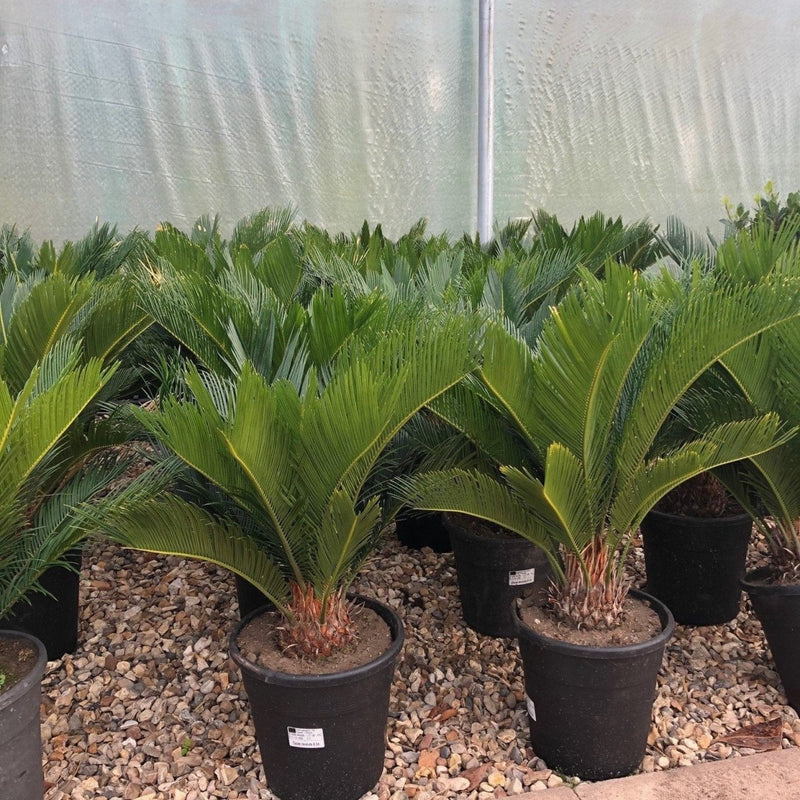 Cycas Revoluta "Sago Palm" - Greensouq - 