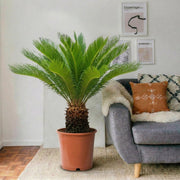 Cycas Revoluta "Sago Palm" | Dubai's Stylish Plant! - Greensouq - 