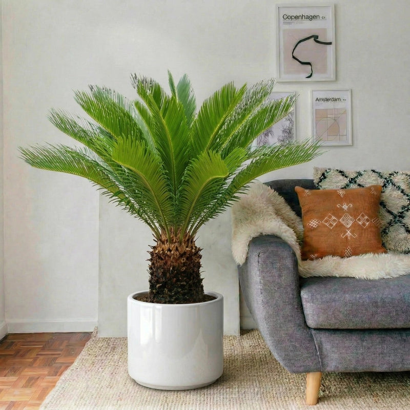 Cycas Revoluta "Sago Palm" | Dubai's Stylish Plant! - Greensouq - 