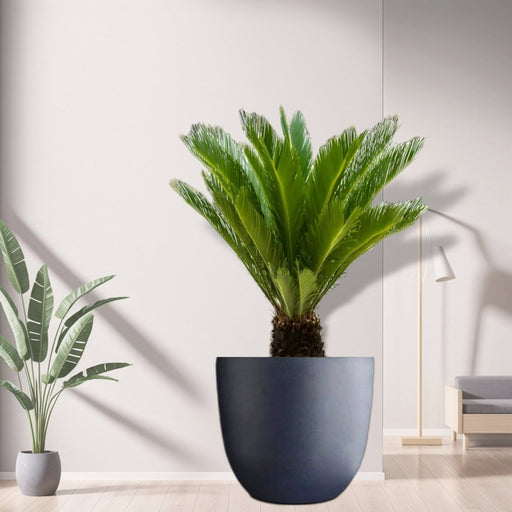 Cycas Revoluta "Sago Palm" in Gray Fiber Pot (Size = 56cm Height /73cm Dia) - Greensouq - 