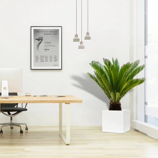 Cycas Revoluta "Sago Palm" in Grp Square Pot 40x40 - Greensouq - 