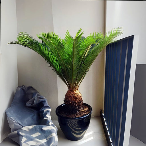 Cycas Revoluta "Sago Palm" in Rolled Rim Pot - Greensouq - 
