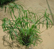 Cyperus Alternifolius "Umbrella Papyrus" - Greensouq - 