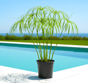 Cyperus Alternifolius "Umbrella Papyrus" - Greensouq - 