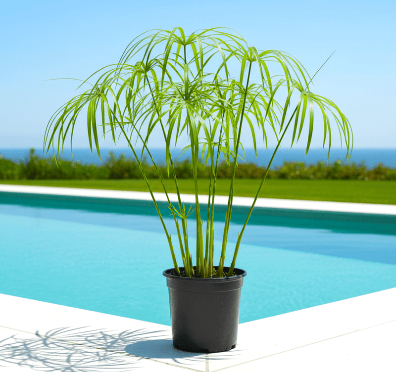 Cyperus Alternifolius "Umbrella Papyrus" - Greensouq - 