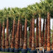 Washingtonia robusta “Mexican Fan Palm” Greensouq
