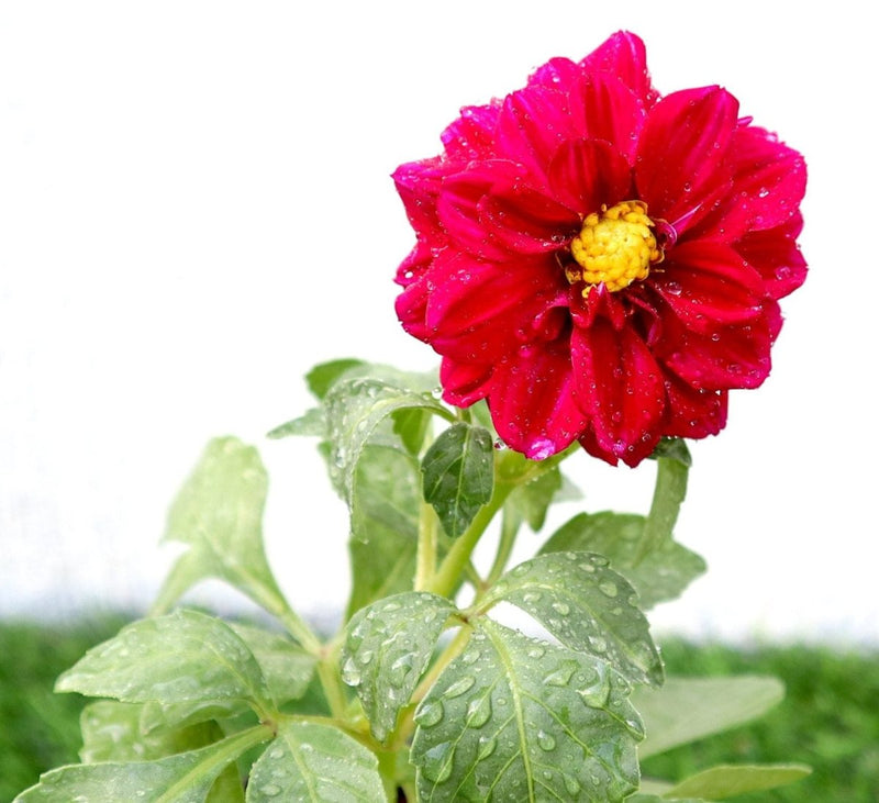 Dahlias Mix Flowering Plant - Greensouq - 