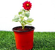 Dahlias Mix Flowering Plant - Greensouq - 