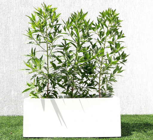 Damas 'Saudi' / Conocarpus erectus "1.0 - 1.2m" in GRP pot 70x30x30cm - Greensouq - 