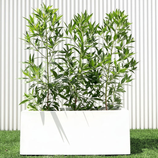 Damas 'Saudi' / Conocarpus erectus "1.0 - 1.2m" in GRP pot 70x30x30cm - Greensouq - 