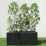 Damas 'Saudi' / Conocarpus erectus "1.0 - 1.2m" in Rectangular GRP Pot - Greensouq - 
