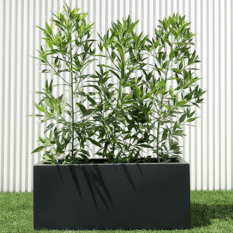 Damas 'Saudi' / Conocarpus erectus "1.0 - 1.2m" in Rectangular GRP Pot - Greensouq - 