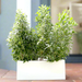 damas planter