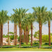 date palm greensouq
