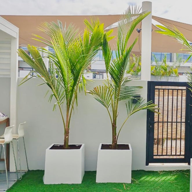 Coconut Large Spindle Palm Privacy Plant نخلة جوز الهند