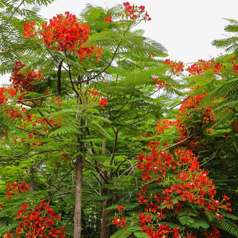 Delonix Regia, Flame Tree or Royal Poinciana - Greensouq - 