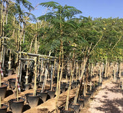 Delonix Regia, Flame Tree or Royal Poinciana - Greensouq - 