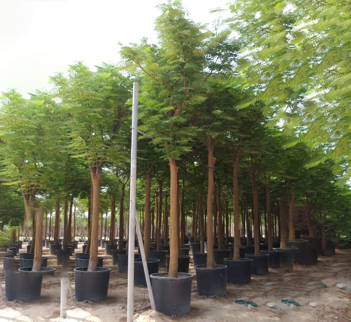 Delonix Regia, Flame Tree or Royal Poinciana - Greensouq - 