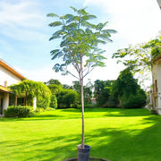 Delonix Regia, Flame Tree or Royal Poinciana - Greensouq - 