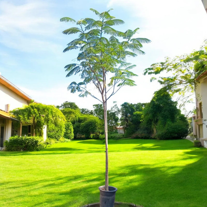 Delonix Regia, Flame Tree or Royal Poinciana - Greensouq - 