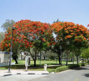 Delonix Regia, Flame Tree or Royal Poinciana - Greensouq - 