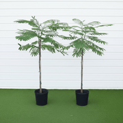 Delonix Regia - Flame Tree | UAE’s Timeless Green Jewels! - Greensouq - 