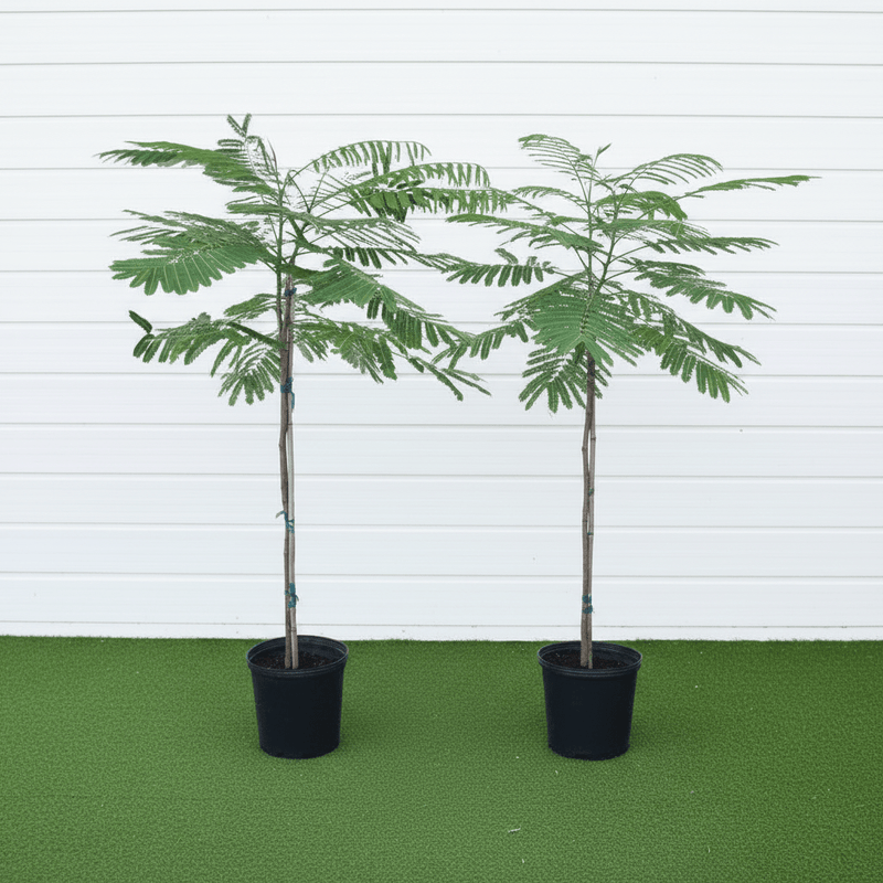 Delonix Regia - Flame Tree | UAE’s Timeless Green Jewels! - Greensouq - 