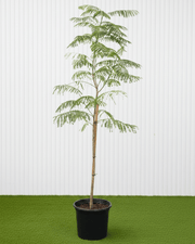 Delonix Regia - Flame Tree | UAE’s Timeless Green Jewels! - Greensouq - 