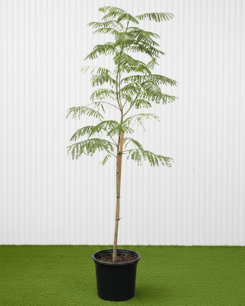 Delonix Regia - Flame Tree | UAE’s Timeless Green Jewels! - Greensouq - 