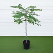Delonix Regia - Flame Tree | UAE’s Timeless Green Jewels! - Greensouq - 