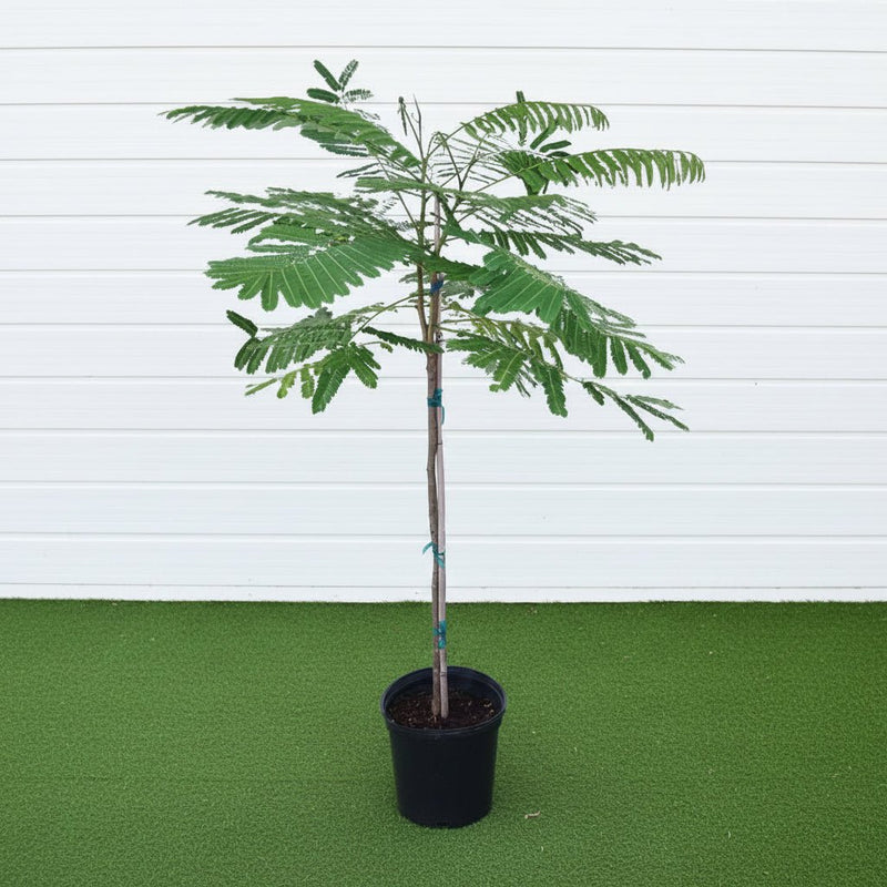 Delonix Regia - Flame Tree | UAE’s Timeless Green Jewels! - Greensouq - 