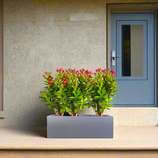 Desert Ros Trio in Rectangular Fiber Glass Planter (GRP) (70x30x30cm) - Greensouq - 