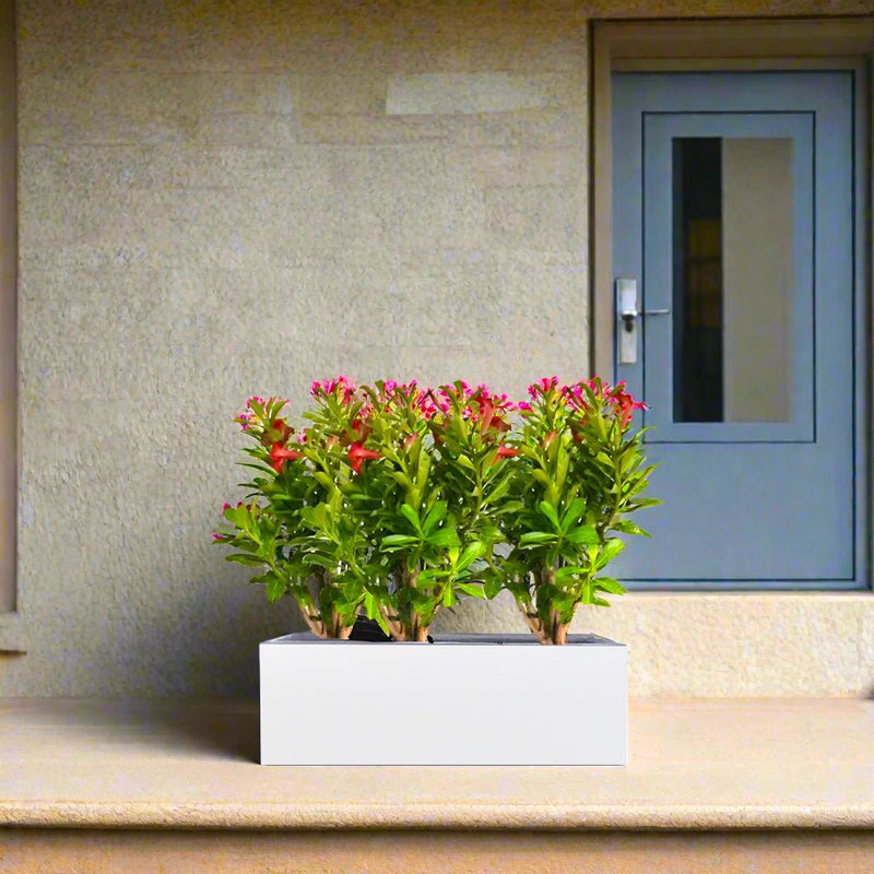 Desert Ros Trio in Rectangular Fiber Glass Planter (GRP) (70x30x30cm) - Greensouq - 