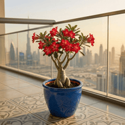 Desert Rose - Adenium Obesum وردة الصحراء | Dubai's Best - Selling Plants! - Greensouq - 