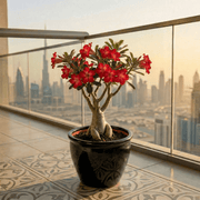 Desert Rose - Adenium Obesum وردة الصحراء | Dubai's Best - Selling Plants! - Greensouq - 