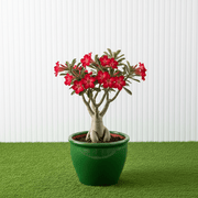 Desert Rose - Adenium Obesum وردة الصحراء | Dubai's Best-Selling Plants! 40-50cm - Greensouq -