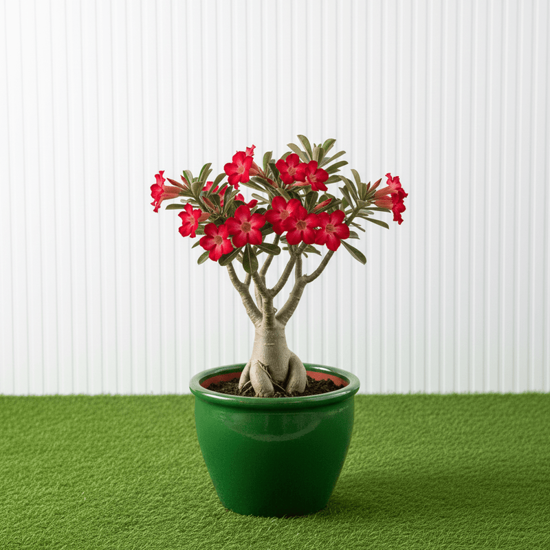 Desert Rose - Adenium Obesum وردة الصحراء | Dubai's Best-Selling Plants! 40-50cm - Greensouq -